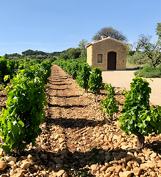 Domaine du Banneret 位於教皇新堡（Châteauneuf-du-Pape）正中心，是由當地 Vidal 家族持有的歷史小型酒莊，以釀造產量稀少、極具優雅細膩風格的教皇新堡紅酒聞名。酒莊亦是最早加入由米其林三星主廚 Alain Ducasse 創立、重視土地與人文價值的 法國烹飪學院協會（Collège Culinaire de France） 的葡萄酒生產者之一。

Banneret 的歷史可追溯至 1405 年，酒標上的紋章源自 Bertet 家族。酒莊名稱所在地「教皇新堡」的由來，常被誤指向教皇克萊蒙五世，但真正建立當地葡萄園體系的是其繼任者 教皇約翰二十二世；而“Châteauneuf-du-Pape” 這個名稱直到 19 世紀才普遍流傳。

1625 年，家族成員 Jean Gaspard Bertet de la Cluse 曾擔任法屬路易斯安那（La Louisiane Française）伊利諾殖民地的指揮官，家族深厚的歷史脈絡也延續至今日。現任酒莊主人為 Bertet 後裔 Jean-Claude Vidal。

在二戰後艱困的年代，家族一度被迫出售部分土地。1989 年，原為建築師的 Jean-Claude 在準備退休之際選擇返鄉重拾家業，重新購回家族原有地塊。他曾師從隆河南部兩位傳奇釀酒師 Jacques Reynaud（Château Rayas） 與 Henri Bonneau，並從他們身上學習到極為傳統、純粹且注重風土的釀酒方式。早期的 Banneret 葡萄酒甚至由這兩位巨擘直接參與釀造。如今，Jean-Claude 將技藝傳承給女兒 Audrey Vidal，在她的管理下酒莊增購葡萄園，使 Banneret 發展至今日規模。

根據 AOC 法規，教皇新堡允許使用 18 種葡萄品種（由 13 個法定品種因顏色變異延伸而來），大多酒款為多品種混釀。Banneret 的葡萄園分布於 8 個地塊：Le Bois de la Ville、Le Bois de Boursan、Les Terres Blanches、Les Roumiguières、Le Grand Pierre、Le Tresquoys、Les Marines、Pied de Baud。

這些區塊涵蓋卵石、黏土、砂岩與白石灰等多樣土壤，使 Banneret 的葡萄酒風味複雜且更具層次。其風格向來以 細膩、優雅、極具傳統 Châteauneuf-du-Pape 特色 而備受推崇。