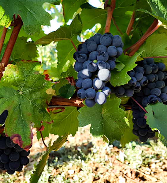 Antonio Quari 是 Domaine Prieuré Roch——人稱「菜刀酒莊」——現任的酒窖總管（Cellar Master）。早年，他在已逝莊主 Henry-Frédéric Roch 與釀酒師 Yannick Champ 的親自指導下跟隨學習，沉浸於酒莊極度自然、極度純淨的釀酒哲學之中。多年累積的經驗與敏銳度，使他在 2017 年正式開始釀造屬於自己的葡萄酒，開啟個人風格性的全新篇章。
他所使用的葡萄來自 Ladoix 的有機園地，1976 年種植的 Pinot Noir 老藤至今已有十多年以有機方式照護，健康且充滿生命力。Antonio 的釀造理念深深承襲師承 Prieuré Roch 的精神——堅持 100％’ 不去梗、自然發酵、釀造全程不添加二氧化硫。他遵循最傳統、最樸實的工法，以雙腳輕柔踩破葡萄皮，讓果汁與果皮充分浸潤，再以舊橡木桶熟成十個月，使酒體在最溫和的環境下呼吸與成長。之後以重力進行淋皮（remontage），全程不澄清、不過濾，盡可能讓葡萄酒以最自然的姿態呈現。

在這份極端純粹的釀造背後，是他對葡萄與風土深刻的敬重。而 Antonio 的職業熱情與人生信念，正如酒標上那句拉丁文座右銘 “Non Progredi est Regredi”——不進則退——深刻地成為酒莊靈魂的一部分，象徵著他不斷追求進步、拒絕妥協的態度。

Antonio 的酒風既承襲了 Prieuré Roch 的平衡與優雅，又融合了他身為義大利人特有的力量感與美學張力，形成獨一無二的個人印記。然而這些酒款的產量極為稀少，他笑稱自己原本只是釀來自飲，並無意、也無法擴大量產。也因如此，每瓶皆顯得格外珍貴，不僅是葡萄的結晶，也是他對師承、風土與自我理念的誠摯回應。