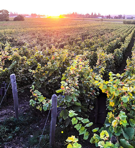 Domaine Henri Richard 是位於 Gevrey-Chambertin 的傳奇酒莊，這片風土因石灰岩與黏土完美交織而聞名，使當地葡萄酒兼具結構、深度與驚人的陳年潛力。酒莊的歷史可追溯至 1930 年代，由家族世代傳承至今，始終是布根地最純粹風土表達的代表之一。

故事始於第一代莊主 Jean Richardg。他原為製桶師，對木頭與釀造充滿細膩感知。1938 年，他從著名的布根地作家兼歷史學家 Gaston Roupnel 手中購入了 Mazoyères-Chambertin 與 Charmes-Chambertin 兩塊珍貴地塊，以及酒莊主宅後方的 Aux Corvée 園，正式奠定了酒莊的根基。

第二代繼承人 Henri Richard 起初計畫成為一名教師，然而最終選擇追隨父親的腳步，成為 1939 年布根地第一批正式受訓的釀酒師之一。Henri 將畢生所學、智慧以及對葡萄酒深刻的熱愛全部投注於酒莊的發展，自他接掌後，酒莊也正式以他的名字命名為 Domaine Henri Richard。

酒莊在 1990 年代開始嘗試有機種植，並於 2001 年正式全面轉型為有機栽培，2005 年取得首張有機認證。隨著耕作理念更加深化，他們進一步導入生物動力農法，並於 2018 年取得 Démeter 認證，成為 Gèvrey-Chambertin 區內極少數同時擁有深厚傳統與高度自然農法精神的酒莊。自 2013 年起，第四代家族成員接棒，持續守護這份寶貴傳承。

Domaine Henri Richard 以其 Gevrey-Chambertin 系列葡萄酒 的純淨與典雅著稱。釀造採非干預式方法，極度尊重風土與年份特性。酒莊尤其以 整串葡萄發酵（whole cluster fermentation） 技術受到評論家高度讚賞，這種方式為酒款帶來更複雜的香氣、細緻的單寧與縱深感，使其酒風兼具優雅與力量，是布根地愛好者心中永不褪色的典範。